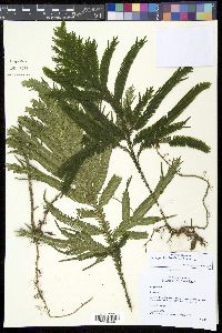 Image of Selaginella bombycina