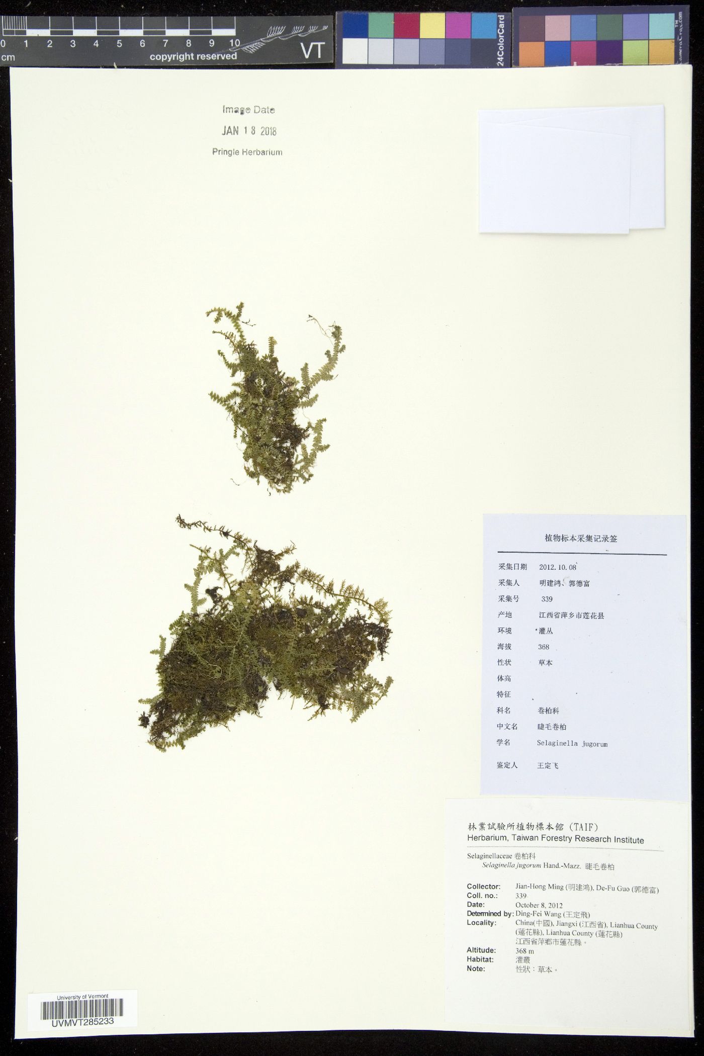 Selaginella jugorum image