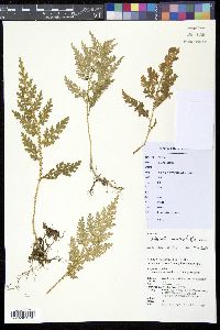 Image of Selaginella moellendorffii