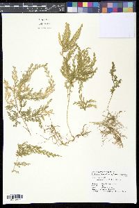 Selaginella moellendorffii image