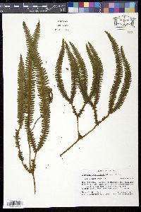 Image of Gleichenia costaricensis