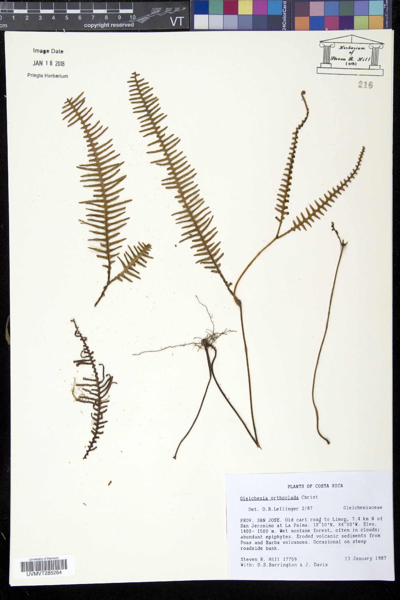 Gleichenia orthoclada image