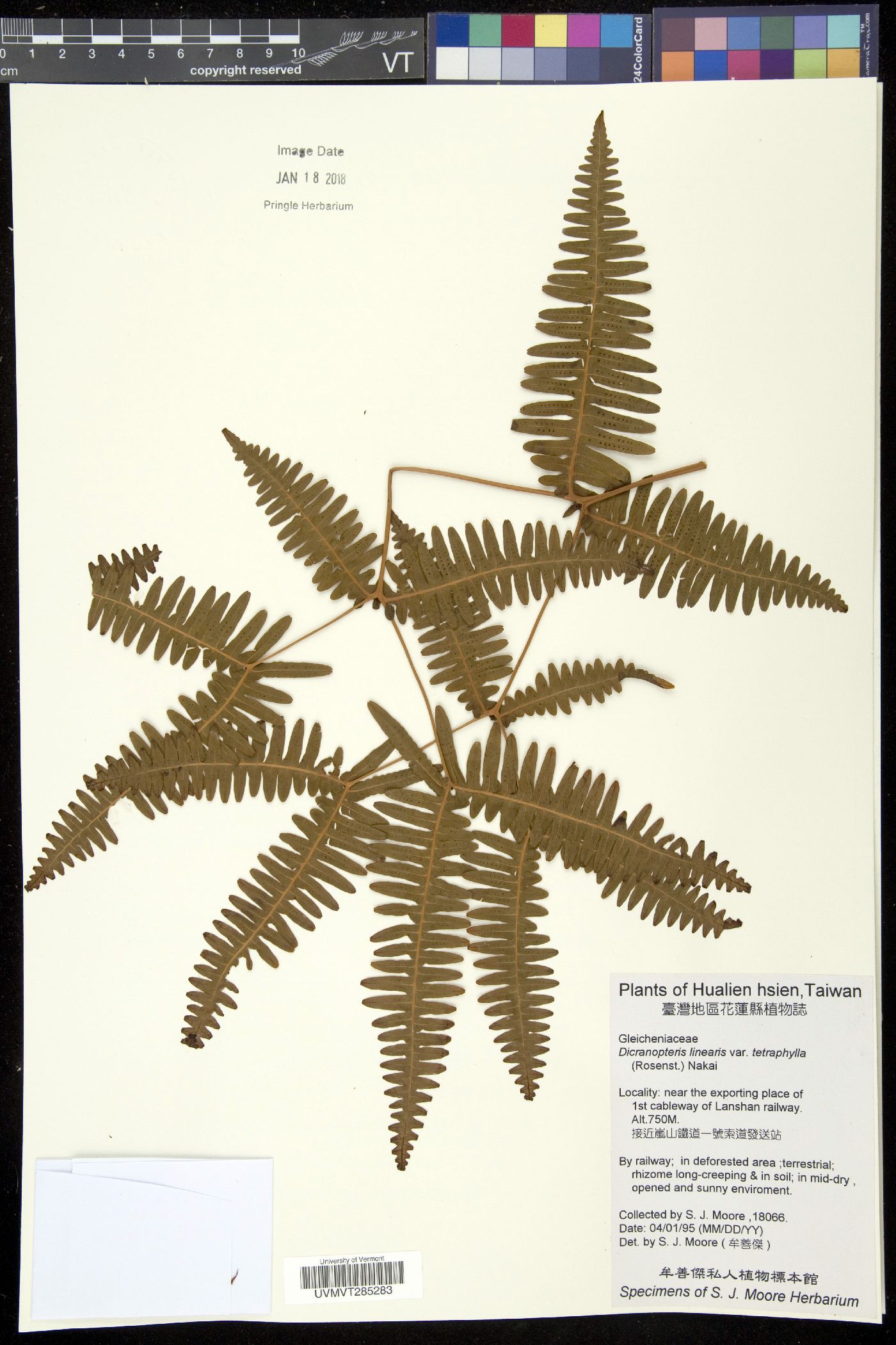 Dicranopteris linearis var. tetraphylla image