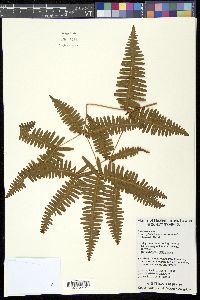 Dicranopteris linearis image