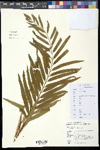 Image of Osmunda japonica