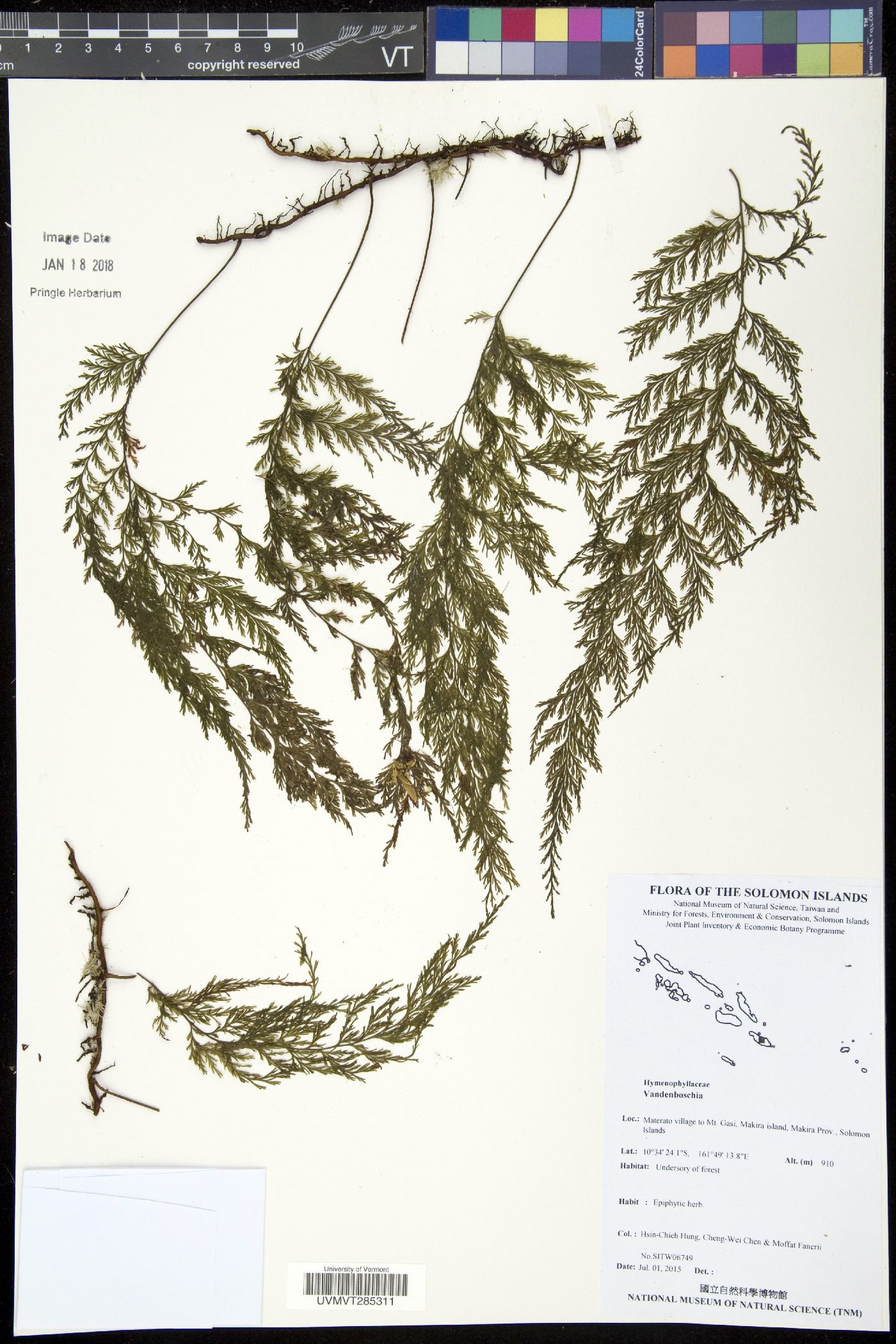 Abrodictyum flavofuscum image