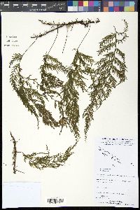 Abrodictyum flavofuscum image