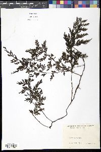 Image of Vandenboschia radicans