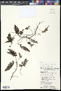 Image of Vandenboschia birmanica