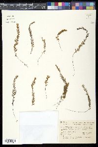 Hymenophyllum malingii image