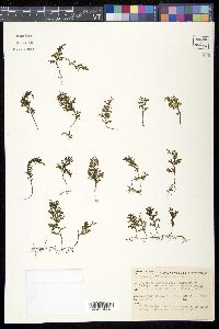 Hymenophyllum australe image