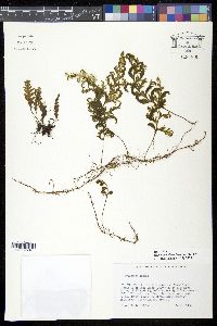 Hymenophyllum hirsutum image