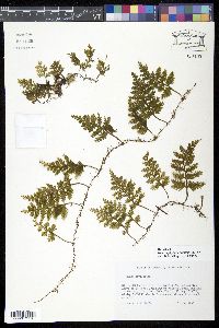 Hymenophyllum hirsutum image