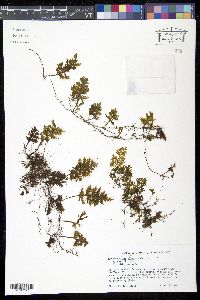 Hymenophyllum hirsutum image