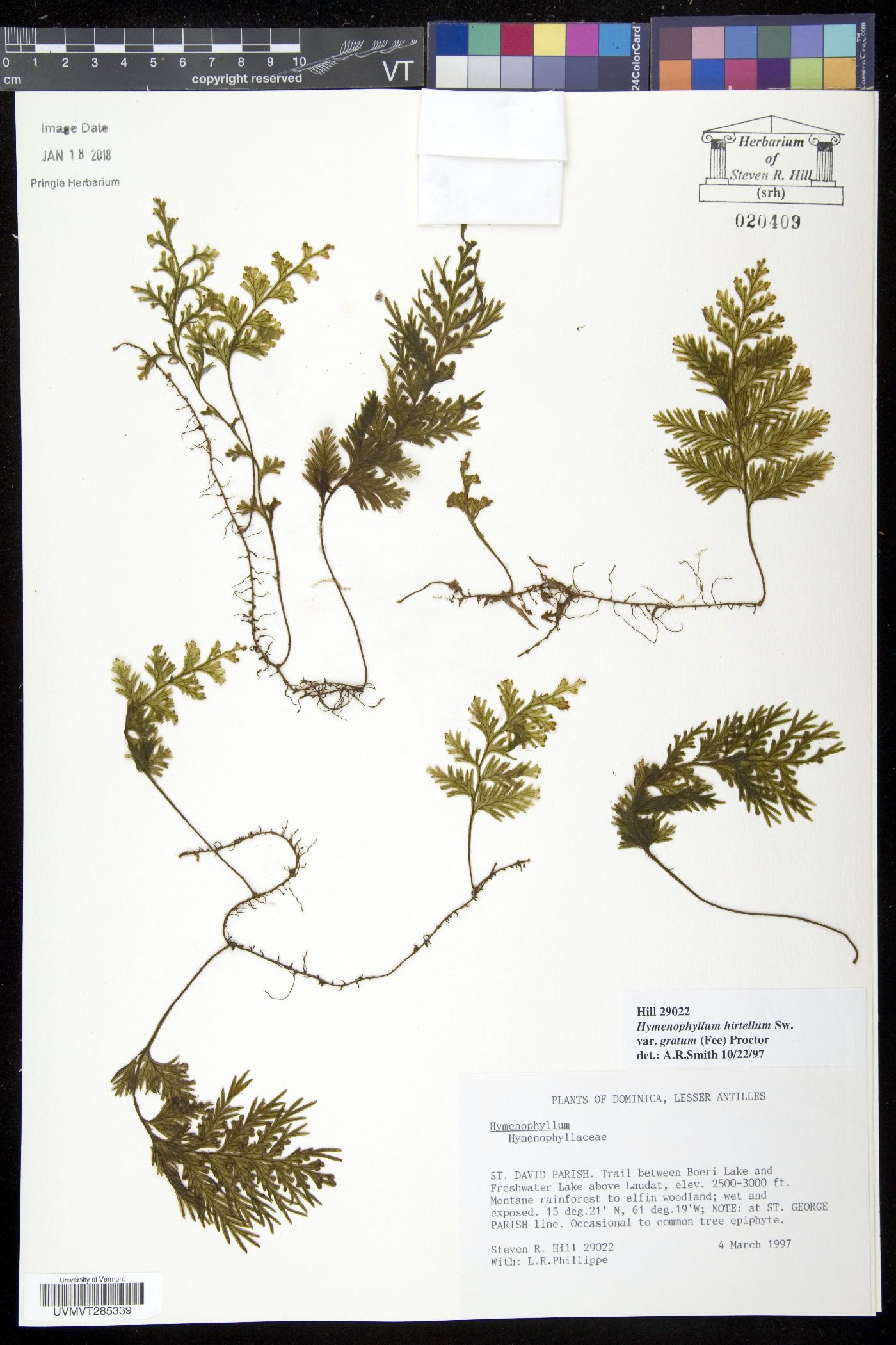 Hymenophyllum hirtellum var. gratum image