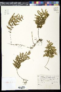 Hymenophyllum sanguinolentum image