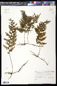 Hymenophyllum scabrum image