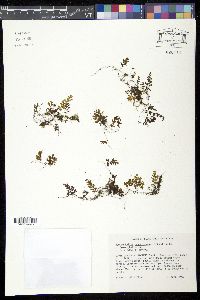 Hymenophyllum tunbrigense image