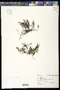 Image of Hymenophyllum australe