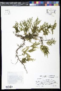 Trichomanes hymenophylloides image