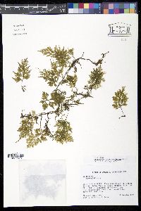 Trichomanes hymenophylloides image