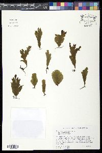 Trichomanes membranaceum image