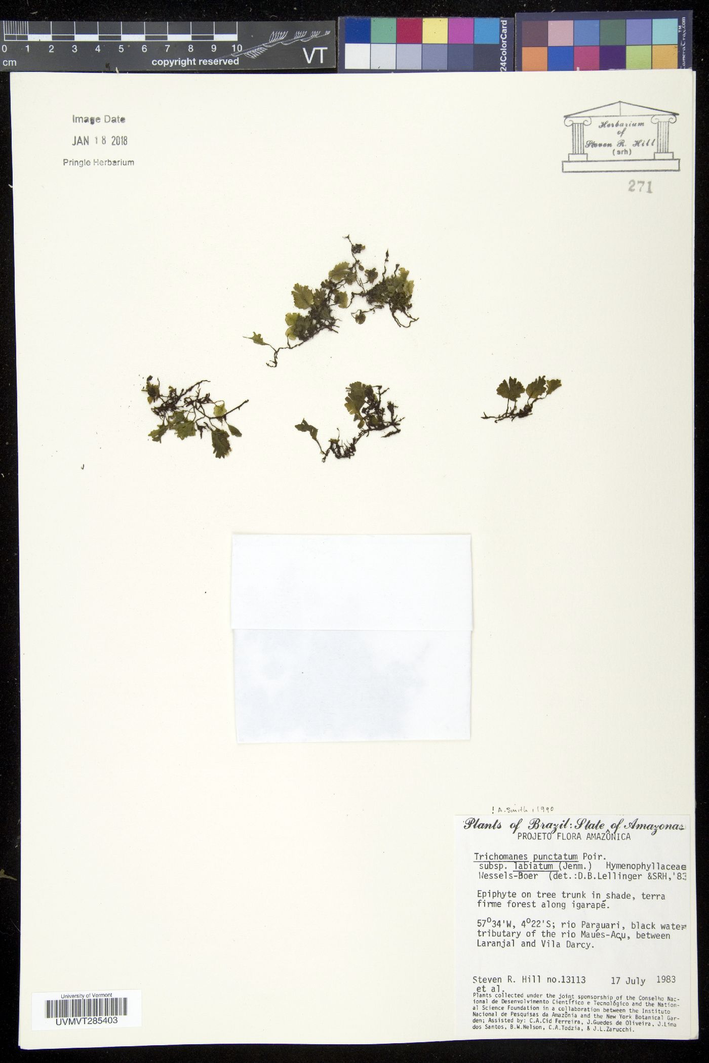 Trichomanes punctatum subsp. labiatum image