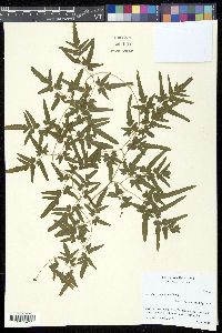 Image of Lygodium yunnanense
