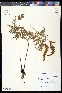 Anemia adiantifolia image