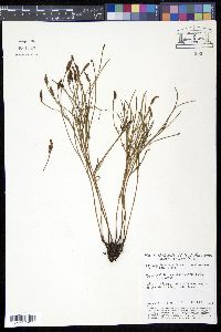 Schizaea incurvata image