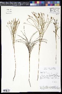 Schizaea stricta image