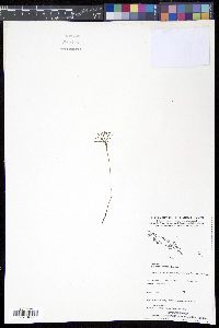 Image of Schizaea dichotoma