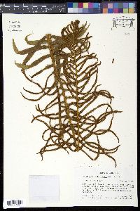 Plagiogyria costaricensis image