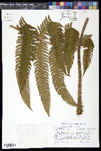 Image of Cnemidaria grandifolia