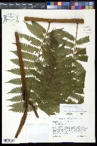 Hemitelia muricata image