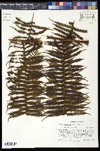 Cyathea bicrenata image