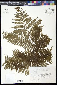 Cyathea tenera image