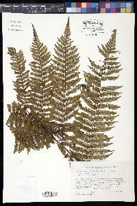 Cyathea tenera image