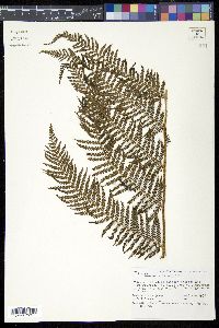 Dicksonia lanata image