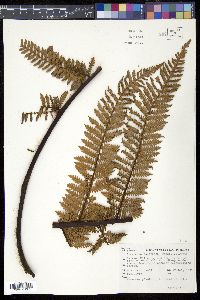 Dicksonia squarrosa image