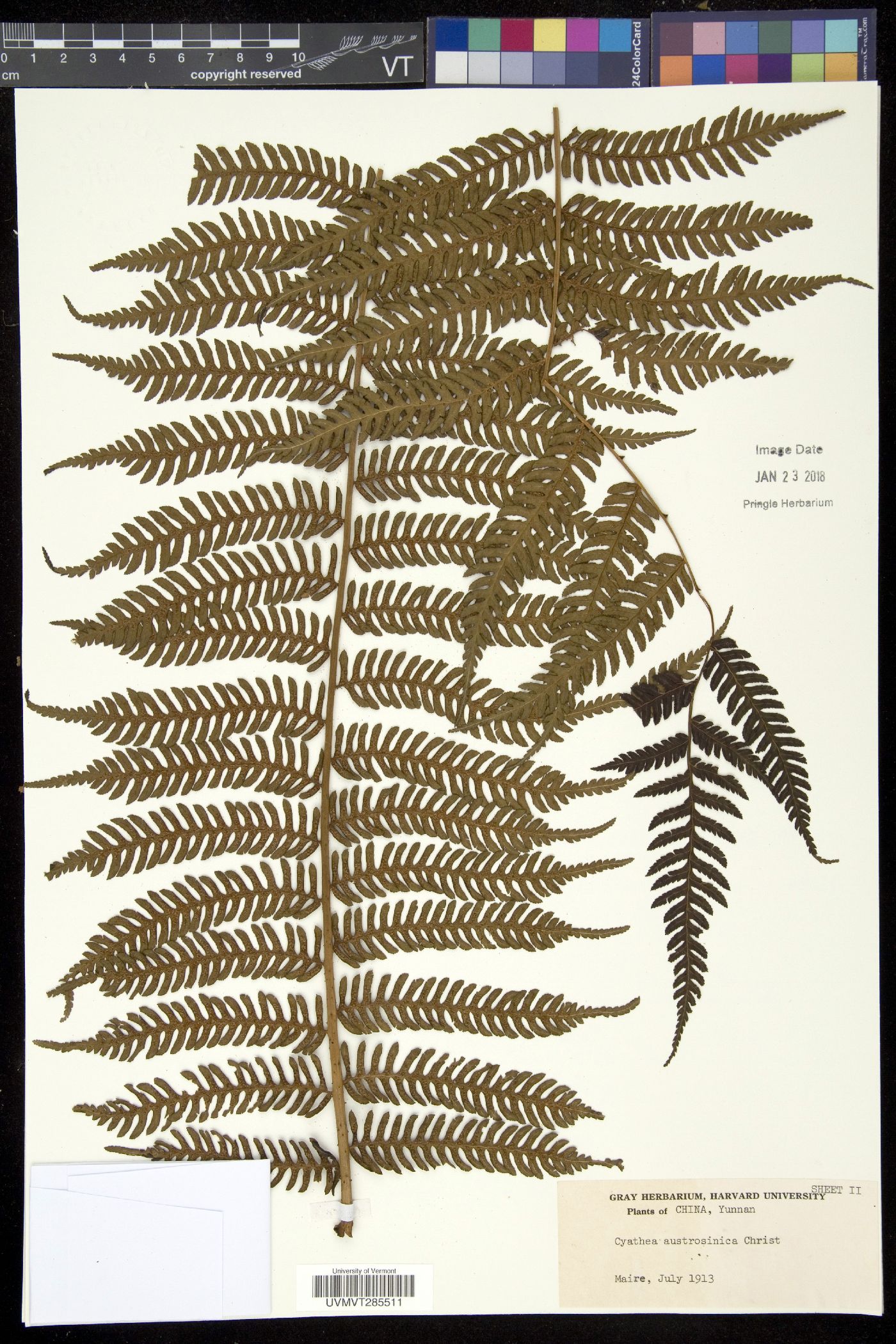 Cyathea austrosinica image