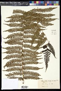Image of Cyathea austrosinica