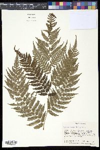 Cyathea fauriei image