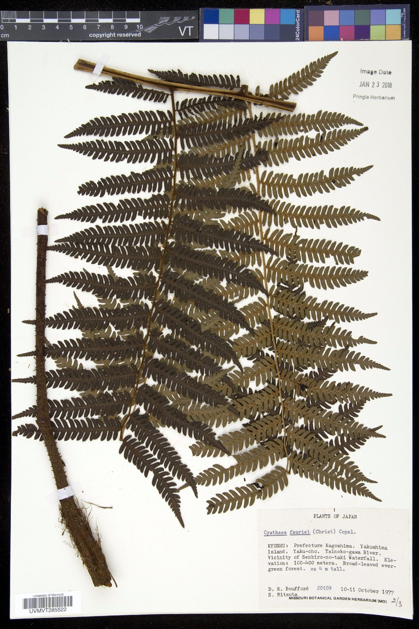 Cyathea fauriei image