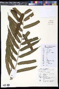 Plagiogyria japonica image