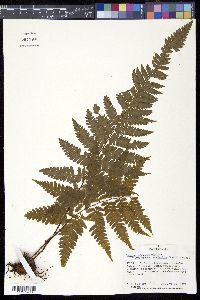 Cyathea hancockii image