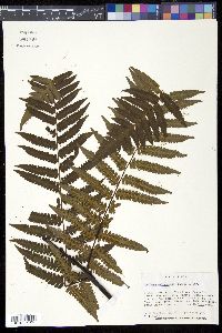 Cyathea metteniana image