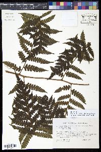 Lonchitis hirsuta image