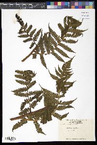 Lonchitis hirsuta image