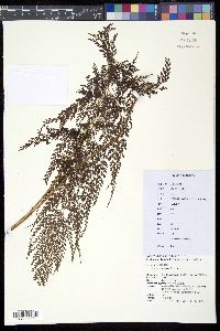 Sphenomeris chinensis image